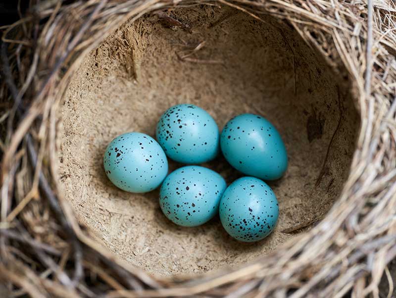 Song Thrush Eggs