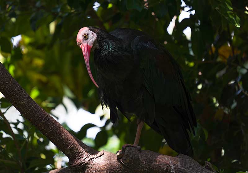 Southern Bald Ibis