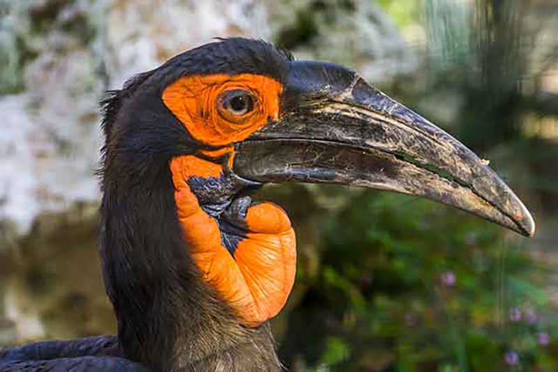 Southern Ground Hornbill
