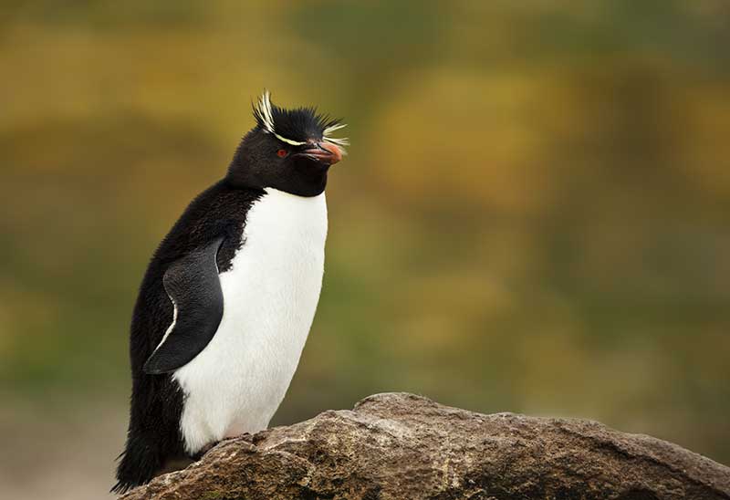 Southern Rockhopper Penguin