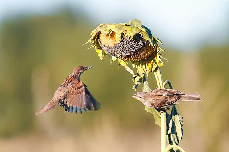 Sparrows At A Sunflower