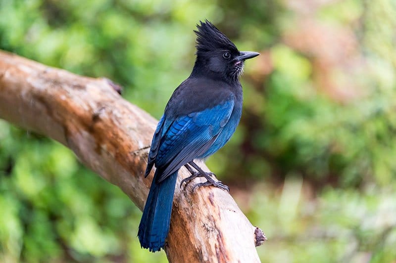 Steller's Jay