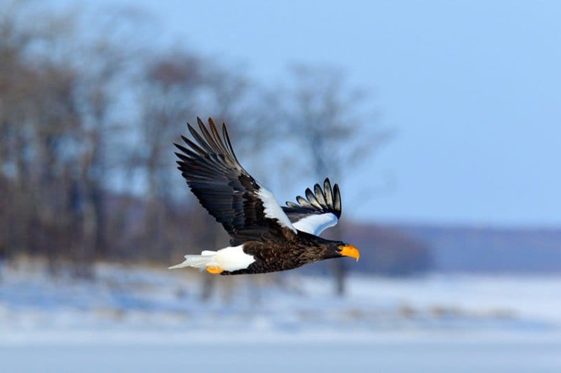 Steller's Sea Eagle