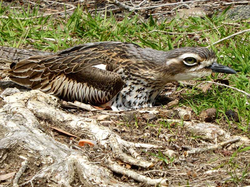 Stone Curlew
