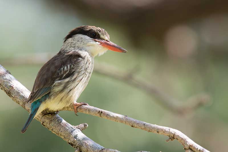 Striped Kingfisher