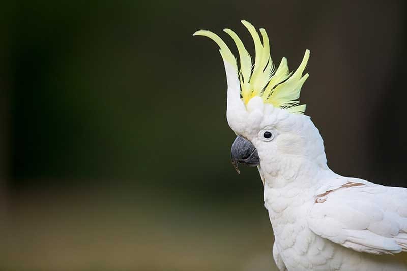 Sulphur-Crested Cockatoo