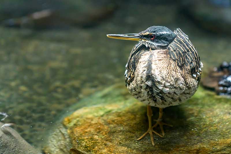Sunbittern