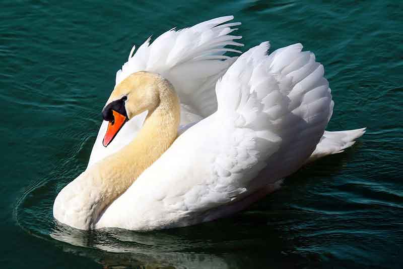 Busking Swan