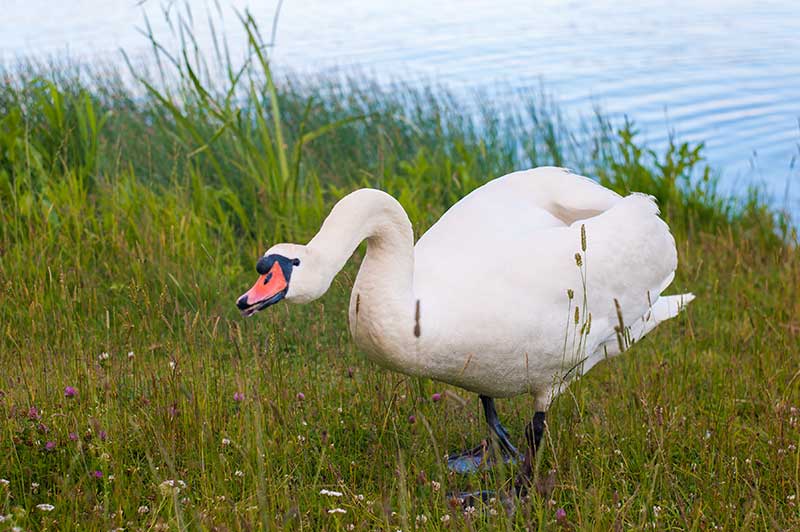 Swan Hissing