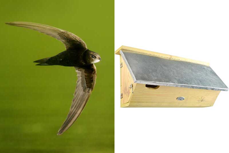 Swift Nest Box