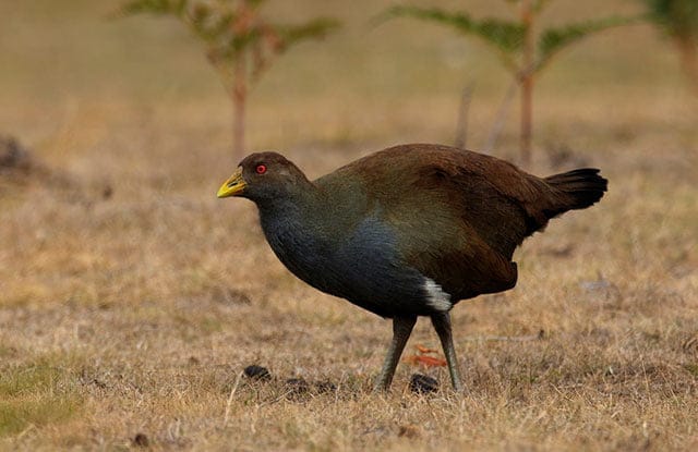Tasmanian Native Hen