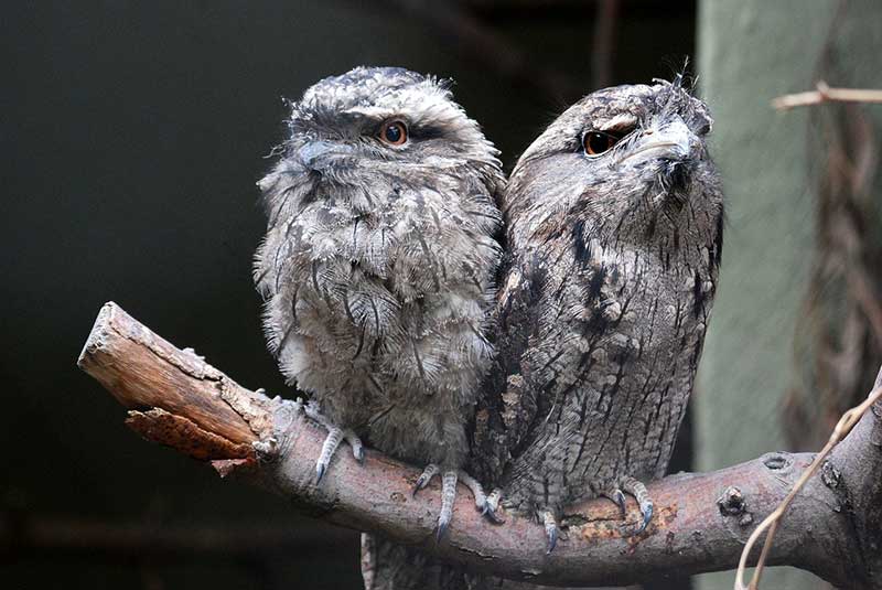 Tawny Frogmouth