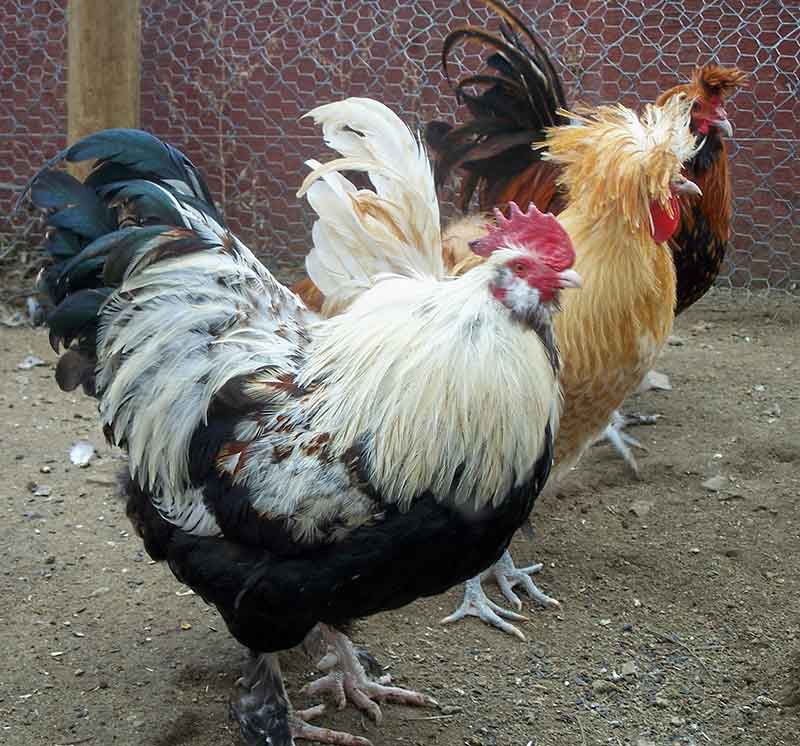 Three French Hens