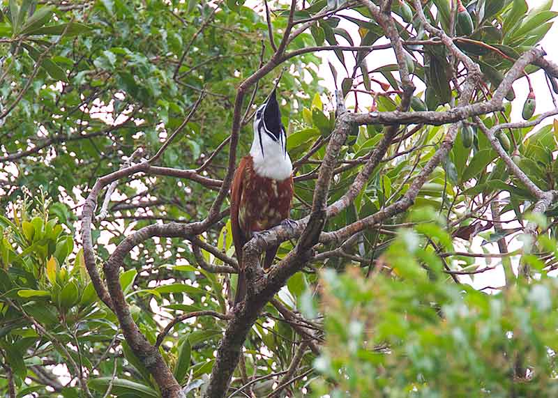 Three-Wattled Bellbird