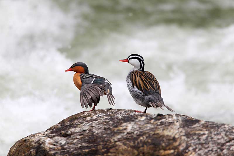 Torrent Ducks