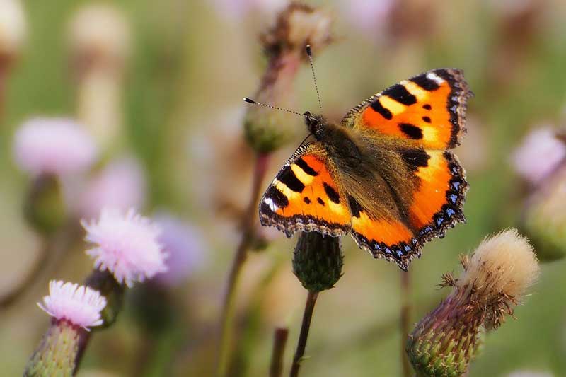 Tortoiseshell Butterfly