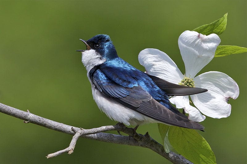 Tree Swallow