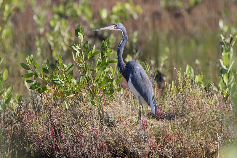 Tricolored Heron