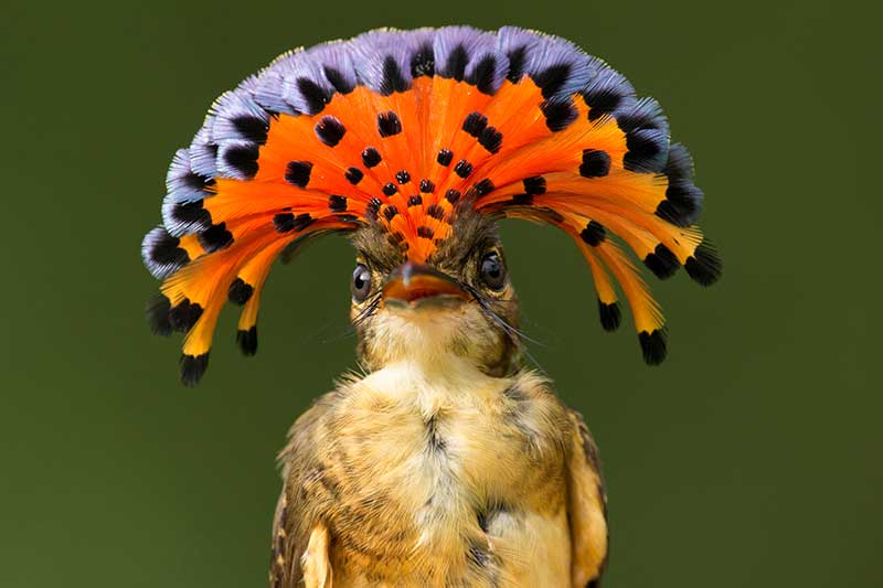 Tropical Royal Flycatcher