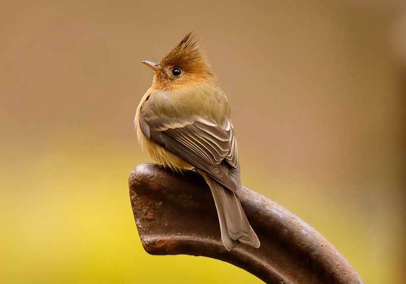 Tufted Flycatcher
