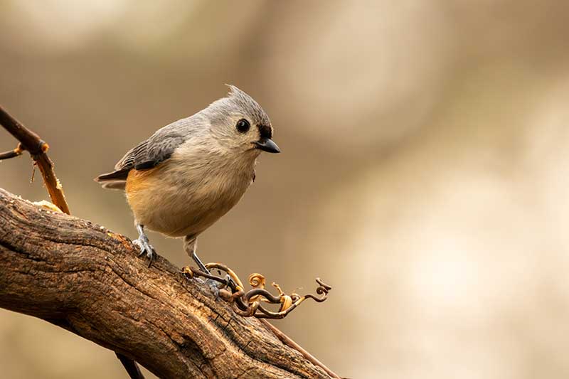 Tufted Titmouse