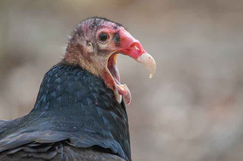 Turkey Vulture