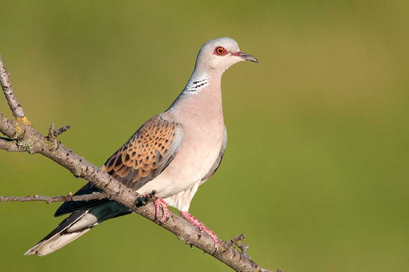 Turtle Dove