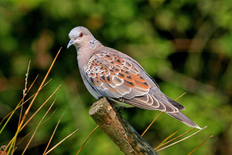 Turtle Dove