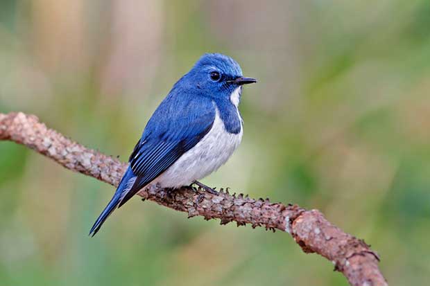 Ultramarine Flycatcher