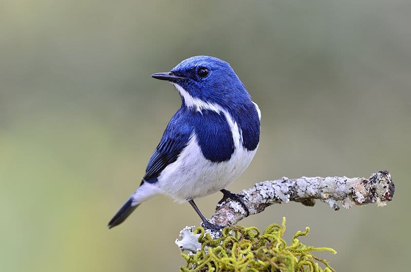 Ultramarine flycatcher