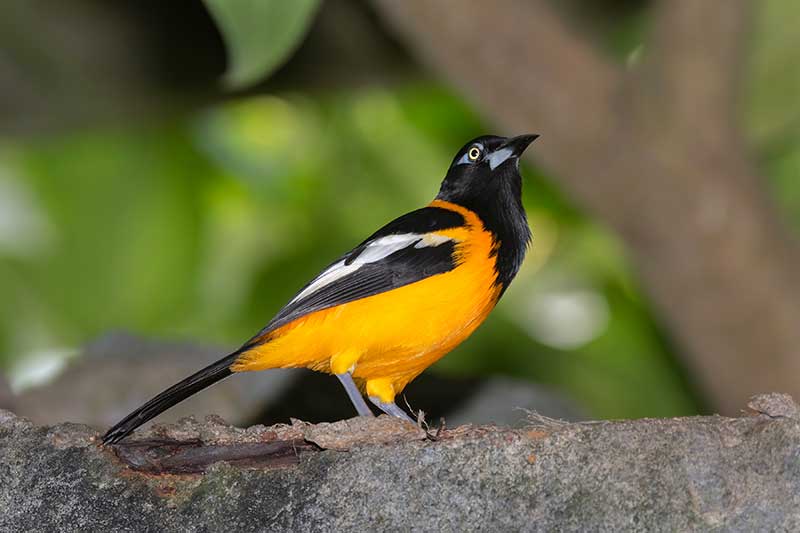 Venezuelan Troupial