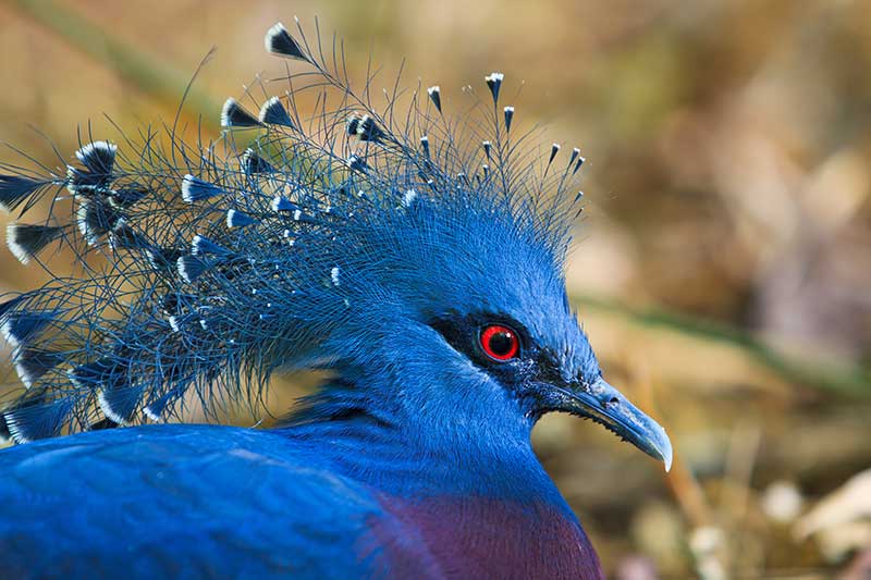 Victoria Crowned Pigeon
