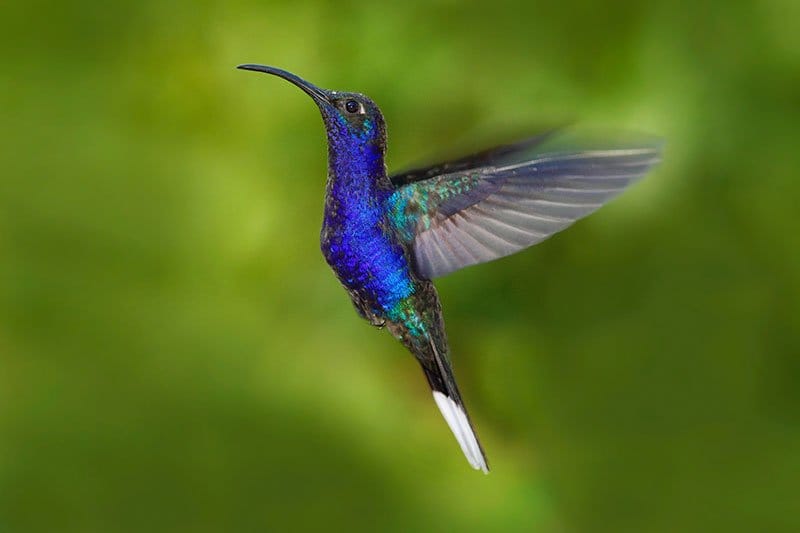 Violet Sabrewing