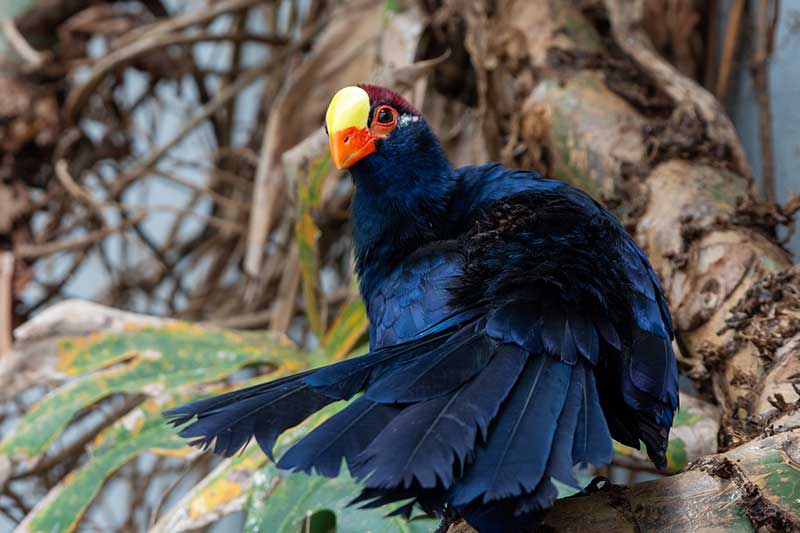 Violet Turaco