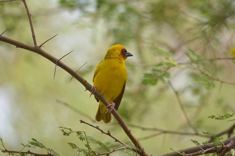 Vitelline Masked Weaver