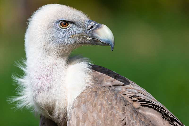 Vulture