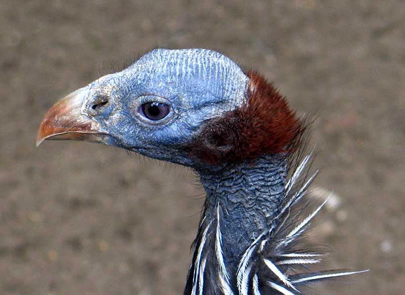 Vulturine Guineafowl