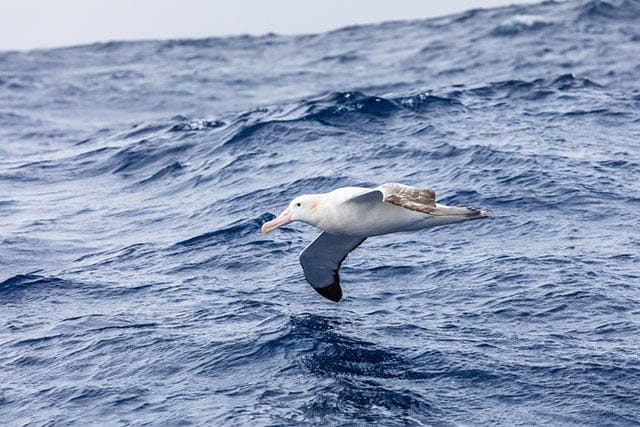 Wandering Albatross