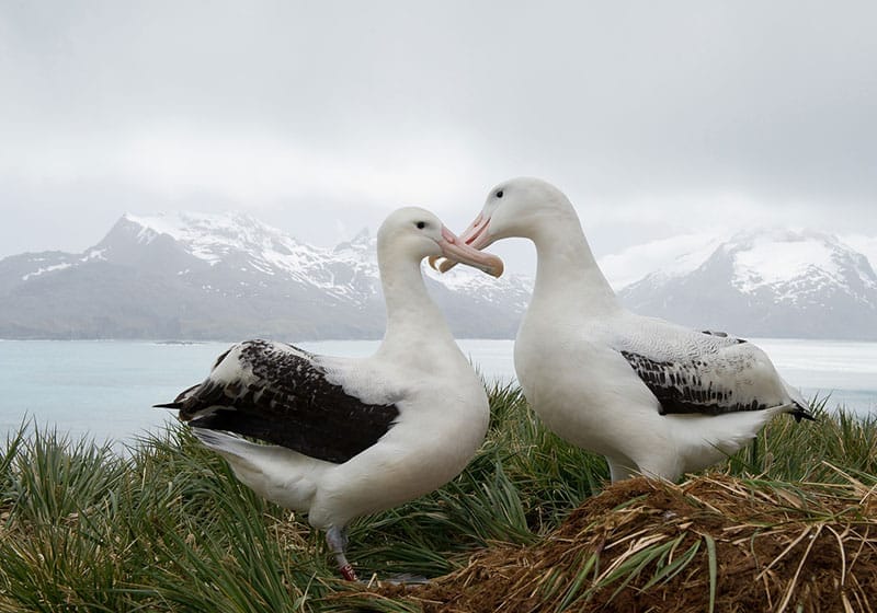 Wandering Albatrosses