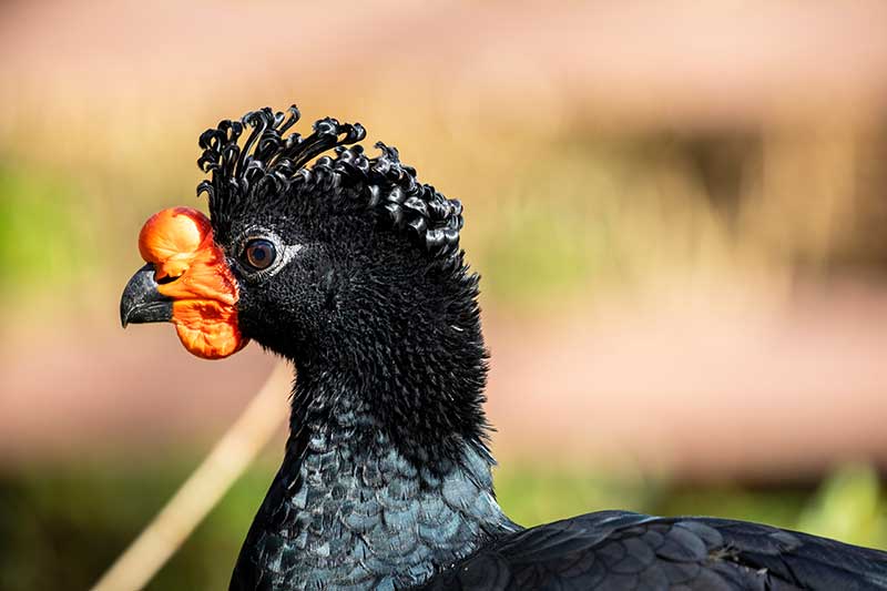 Wattled Curassow