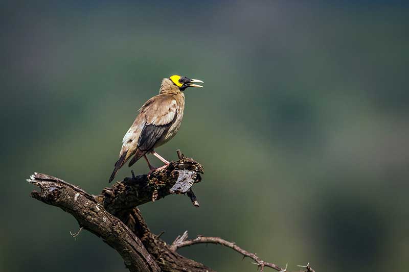 Wattled Starling