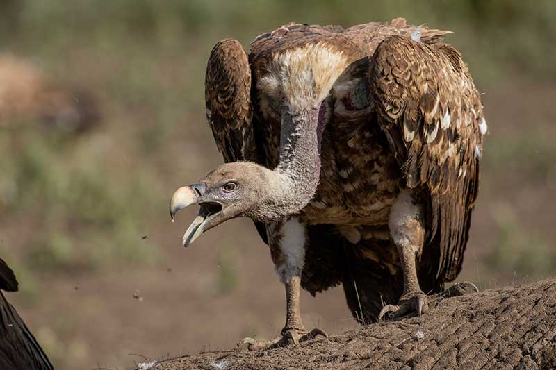 White-Backed Vulture