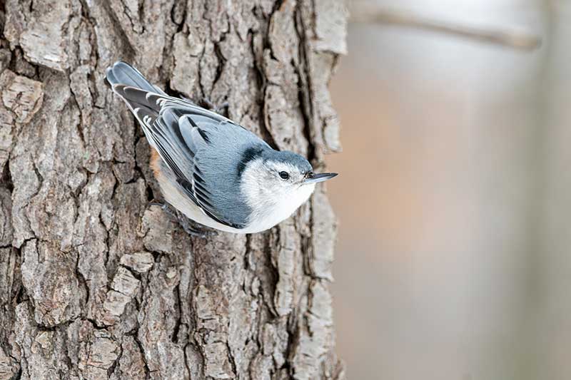 White Breasted Nuthatch