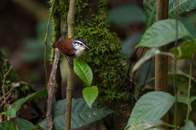 White-Breasted Wood Wren