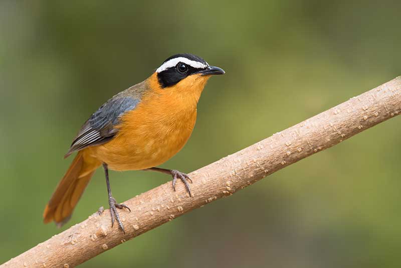 White-Browed Robin Chat