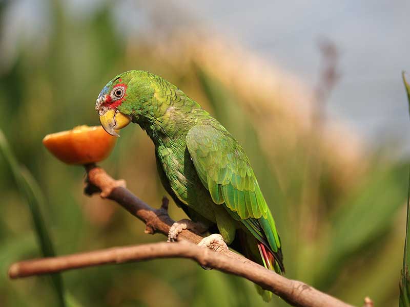 White Fronted Parrot