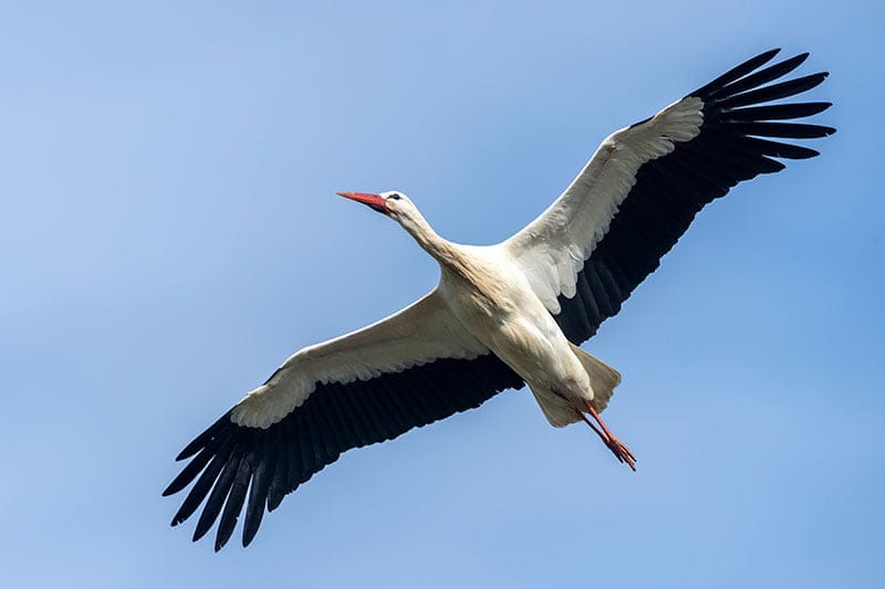 White Stork