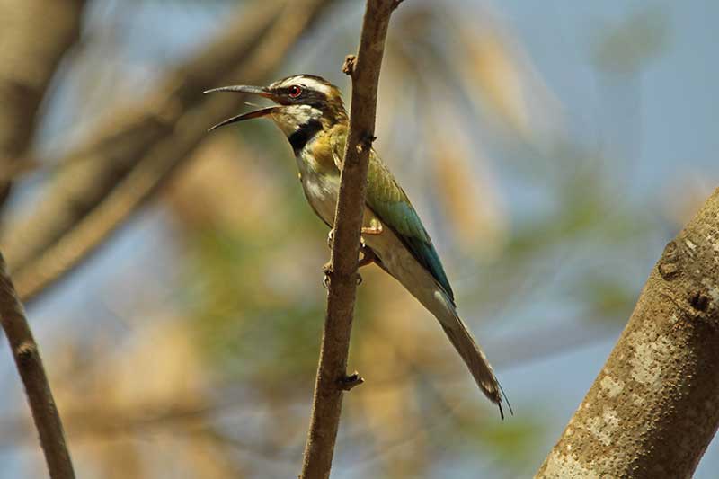 White-Throated Bee Eater