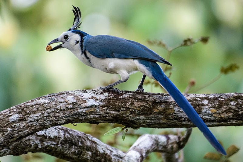 White-Throated Magpie Jay