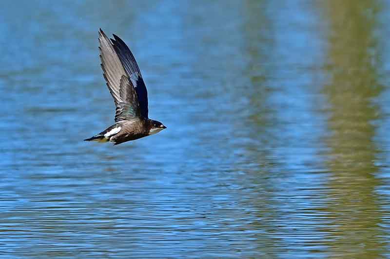 White-Throated Needletail